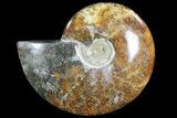 Polished, Agatized Ammonite (Cleoniceras) - Madagascar #72875-1